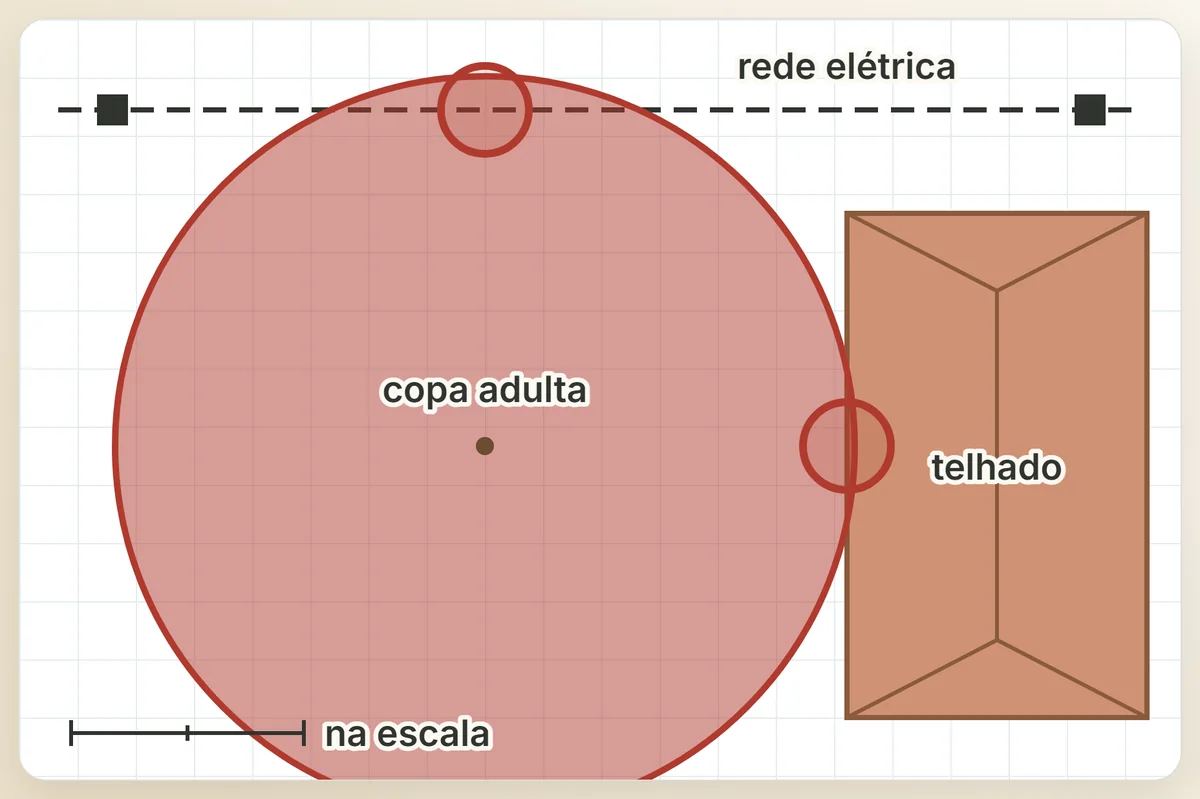 No croqui em escala, o círculo da copa adulta: quando ele encosta no telhado ou alcança a rede elétrica, a planta está no lugar errado