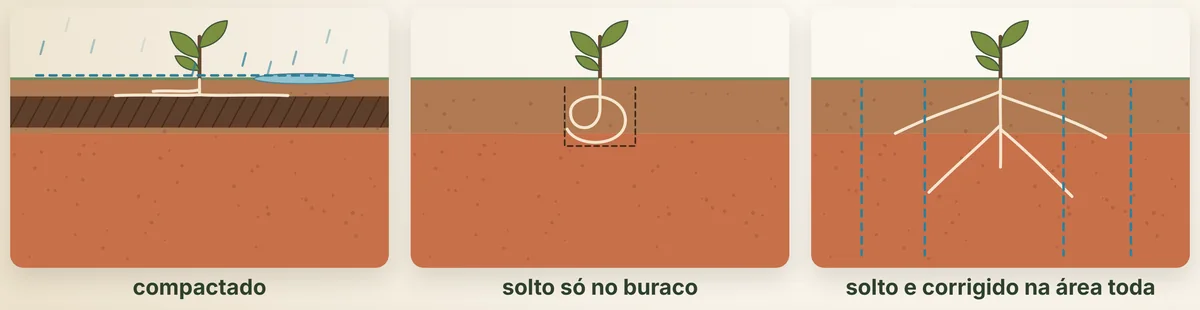 O solo em três situações: compactado, com a água escorrendo; solto só no buraco, com a raiz presa; solto e corrigido na área toda